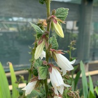Campanula rhomboidalis 